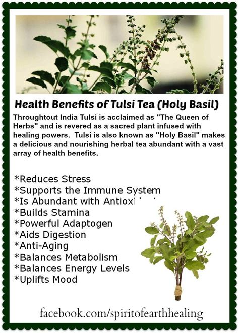 Tulsi: Uses, Benefits, Side Effects, and More! .